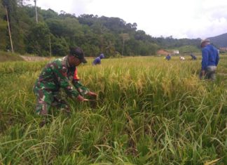 Babinsa Koptu RAB Hutabarat Panen Raya Bersama Masyarakat Desa Bukit Padi
