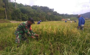 Babinsa Koptu RAB Hutabarat Panen Raya Bersama Masyarakat Desa Bukit Padi