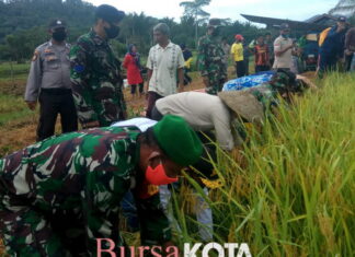 Babinsa Koramil 04/Letung Hadiri Panen Raya Padi di Desa Hulu Maras