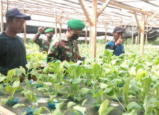 Dukung Ketahanan Pangan, Koramil 02/ Tarempa Bersama Warga Kembangkan Tanaman Hidroponik