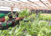 Plh Danramil 02/Tarempa Beserta Anggota Persit KCK 02/Tarempa Kunjungi Kebun Hidroponik