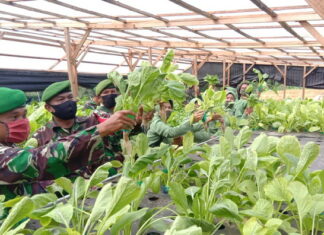Plh Danramil 02/Tarempa Beserta Anggota Persit KCK 02/Tarempa Kunjungi Kebun Hidroponik