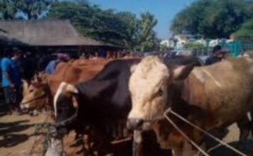 Idul Adha 1441 H, Jumlah Hewan Qurban 256 Ekor