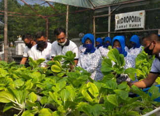 Lanal Ranai Panen Sayuran dan Jagung