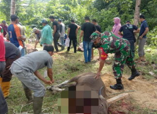 Babinsa Tarempa Selatan Dampingi Penyembelihan Hewan Qurban