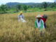 Petani Desa Bukit Langkap Lakukan Panen Perdana di Tahun 2020