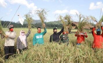 Panen Padi di Desa Lanjut, Wabup Nizar Apresiasi Para Petani