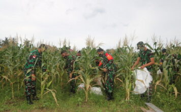 Terus Tingkatkan Ketahanan Pangan, Danlanud RSA Panen Jagung