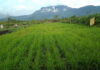 26,4 Hektar Sawah di Panggak Darat Bakal Panen Pada Desember Mendatang