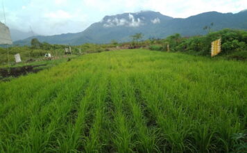 26,4 Hektar Sawah di Panggak Darat Bakal Panen Pada Desember Mendatang