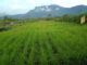26,4 Hektar Sawah di Panggak Darat Bakal Panen Pada Desember Mendatang
