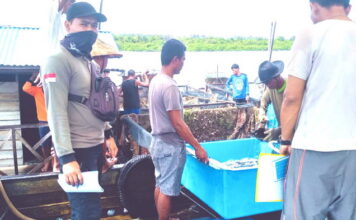 Menjawab Sektor Unggulan Dinas Perikanan dan Pokdakan, Desa Mamut Panen 1,3 Ton Kerapu Cantik