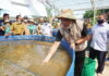 Bupati Kabupaten Tulang Bawang Barat Umar Ahmad, Panen Ikan Lele Dengan Bioflock