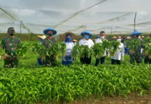 Lantamal IV Gelar Panen Sayur dan Tanam Bibit Program Ketahanan Pangan Covid-19