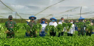 Lantamal IV Gelar Panen Sayur dan Tanam Bibit Program Ketahanan Pangan Covid-19