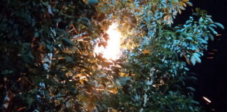 Warga Natuna Resah Ada Sarang Tawon Disekitar Pemukiman, Petugas Turun Tangan Basmi Dengan Api