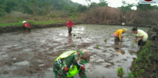 Dukung Ketahanan Pangan, Babinsa Koramil 04/Letung Tanam Padi Bersama Kelompok Tani