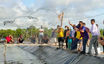 Panen Udang Vanamei di Desa Tinjul, Plt Bupati Lingga M. Nizar : Pemda Tidak Tutup Mata