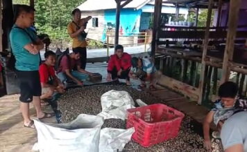 Kampung Sungai Burung Salah Satu Penghasil Kerang Darah Terbesar di Lampung