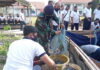 Pangkalan TNI AL Ranai Berhasil Panen Budidaya Ikan Lele