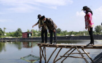Menteri Koperasi dan UKM Kunker ke Rawa Jitu, Siap Bantu Keluhan Para Petambak Udang