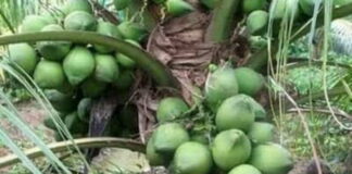 Dinas Pertanian Natuna Targetkan Penanaman 2.070 Bibit Kelapa Hibrida