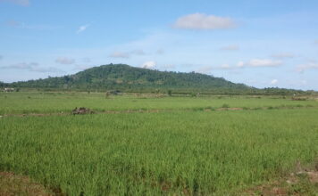 Dinas Pertanian Natuna Target 3,1 Ton Bibit Padi Untuk Sawah Produktif