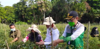 Kadis Pertanian Dampingi Wabup Natuna Panen Cabe Petani Mandiri di Kelurahan Bandarsyah