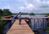 Natuna Bangun Boardwalk Sepanjang 1 Kilo Meter di Hutan Magrove Pering