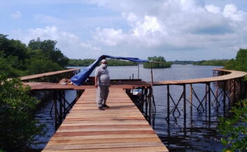 Natuna Bangun Boardwalk Sepanjang 1 Kilo Meter di Hutan Magrove Pering