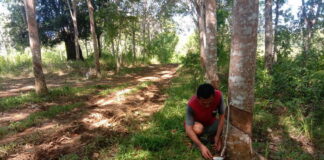 Harga Karet Mulai Stabil, Petani Bahagia