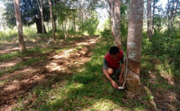 Harga Karet Mulai Stabil, Petani Bahagia