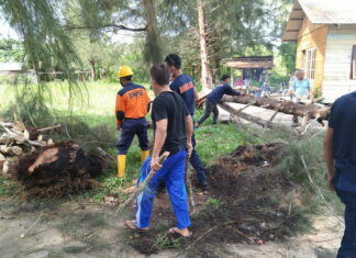 Pohon Timpa Rumah Warga, TRC PB Natuna Langsung Tanggap