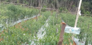 1 Hektar Lahan Cabe Rawit di Desa Kelarik Air Mali Siap Panen