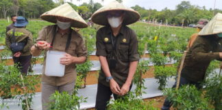 Wabup Natuna Panen Perdana Cabe Rawit di Desa Kelarik Air Mali