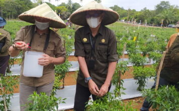 Wabup Natuna Panen Perdana Cabe Rawit di Desa Kelarik Air Mali