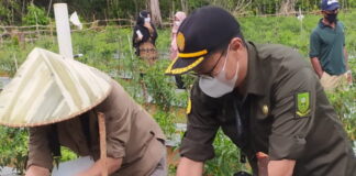 Marwan : Kelompok Tani Usaha Bersama Desa Kelarik Air Mali Sukses Tanam Cabai