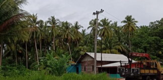 Tertimpa Pohon Kelapa Jaringan Listrik PLN Ranai Terganggu