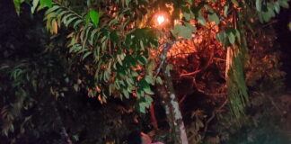 Bahayakan Keselamatan Warga, TRC PD Natuna Basmi Sarang Tawon