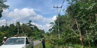Lakukan Perawatan Jalur Jaringan, PLN Ranai Pangkas Pohon