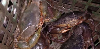 Harga Kepiting Bakau di Natuna Turun, Ini Penyebabnya