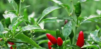 Harga Cabai di Natuna Rp90 Ribu Per/kg