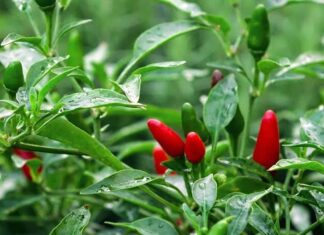 Harga Cabai di Natuna Rp90 Ribu Per/kg