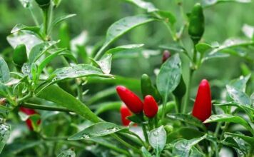 Harga Cabai di Natuna Rp90 Ribu Per/kg