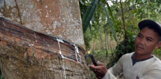 Harga Karet di Natuna Terus Naik, Jadi Rp12 Ribu Per Kilogram