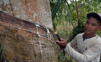 Harga Karet di Natuna Terus Naik, Jadi Rp12 Ribu Per Kilogram