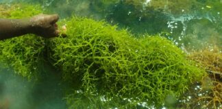 DKP Sebut Budidaya Rumput Laut Potensial di Kepri