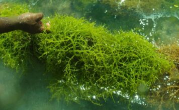 DKP Sebut Budidaya Rumput Laut Potensial di Kepri