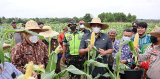 Panen Raya Petani Jagung, Roby : Saya sangat mengapresiasi atas kerja keras para petani
