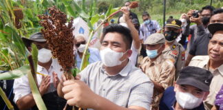 Dorong Sorgum Jadi Pangan Alternatif, Roby : Target Kedepan Bintan Menjadi Surga Tanaman Sorgum